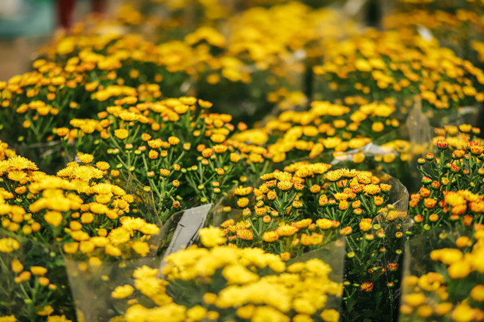 Những bông hoa cánh nhỏ trông đẹp mắt vô cùng.