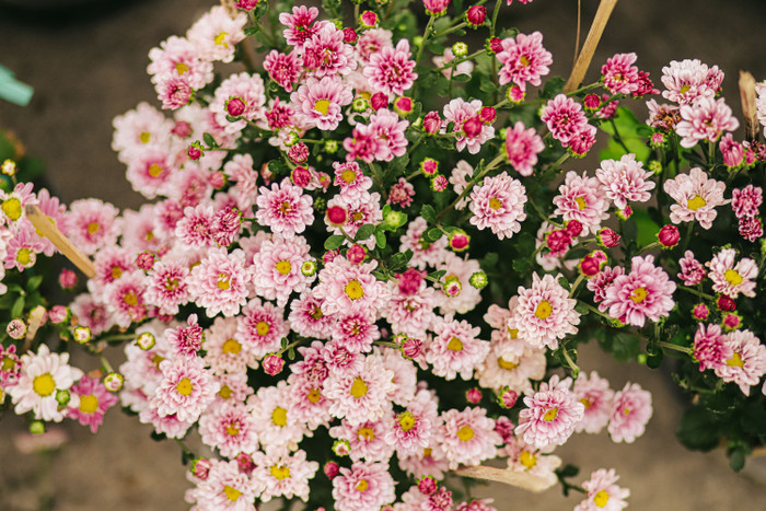 Sắc hoa rực rỡ ngày giáp Tết Ảnh 16