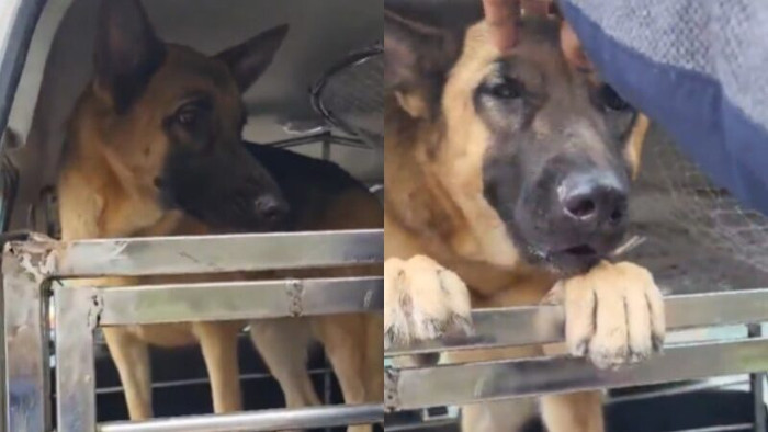 Con chó ngồi lì trên xe máy của người khác suốt hàng giờ đồng hồ ở chợ để làm một việc Ảnh 2