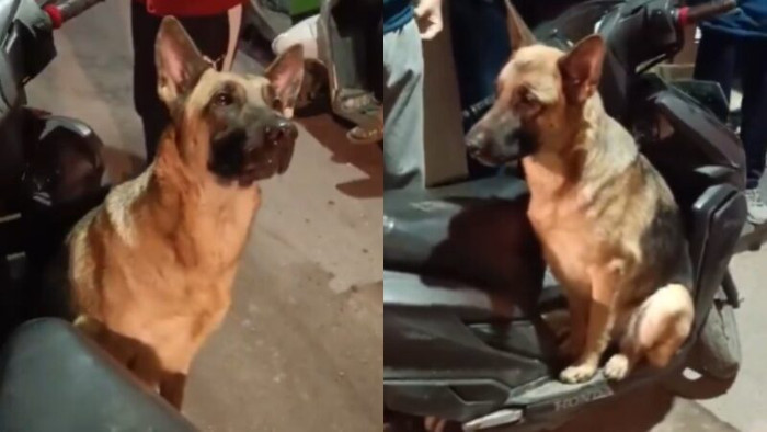 Con chó ngồi lì trên xe máy của người khác suốt hàng giờ đồng hồ ở chợ để làm một việc Ảnh 1