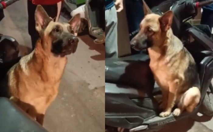 Con chó ngồi lì trên xe máy của người khác suốt hàng giờ đồng hồ ở chợ để làm một việc Ảnh 2