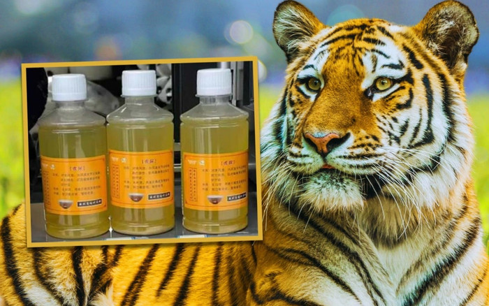 Sở thú bị chỉ trích vì bán nước tiểu hổ giá 175 nghìn, tuyên bố có thể chữa bệnh Ảnh 2