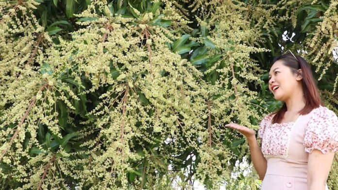 Cây xoài 70 năm tuổi bỗng xảy ra hiện tượng lạ, người dân đổ xô đến chứng kiến Ảnh 2