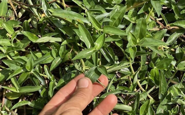 Loại cây cỏ dại mọc khắp nơi nhưng lại là vị thuốc quý cho gan và khớp ít ai biết Ảnh 2