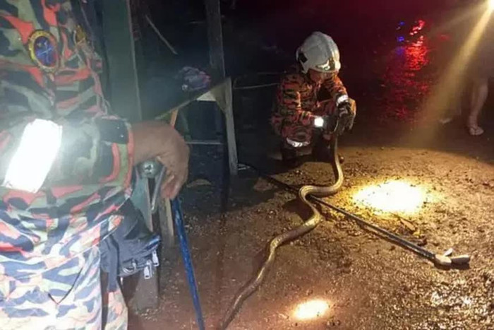 'Vị khách' không mời đến 'xông đất', chủ nhà rụng rời tay chân khi phát hiện.