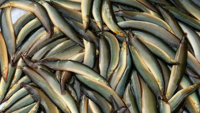 Loại cá từng bị chê bẩn, nay 'lên đời' được nhà nhà tìm mua Ảnh 5