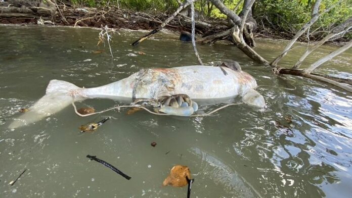 Xác sinh vật quý hiếm trôi dạt vào bờ biển, cảnh tượng sau đó khiến nhiều người đau lòng Ảnh 2