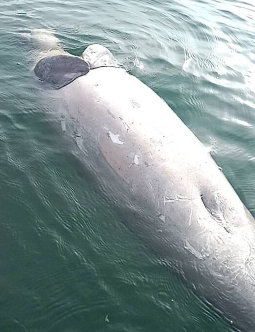 Xác sinh vật quý hiếm trôi dạt vào bờ biển, cảnh tượng sau đó khiến nhiều người đau lòng Ảnh 1