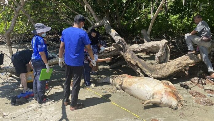 Xác sinh vật quý hiếm trôi dạt vào bờ biển, cảnh tượng sau đó khiến nhiều người đau lòng Ảnh 3