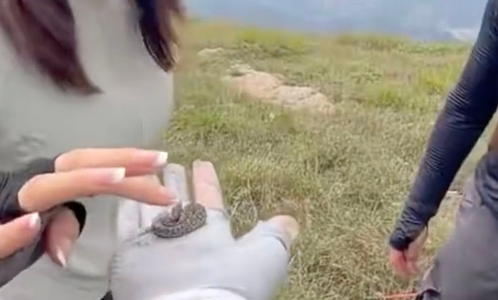 Người đàn ông nhặt sinh vật nhỏ màu xanh lên rồi để bạn bè vuốt ve, dân mạng rùng mình khi biết đó là loài cực độc Ảnh 2