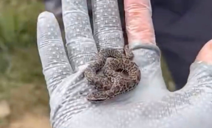 Người đàn ông nhặt sinh vật nhỏ màu xanh lên rồi để bạn bè vuốt ve, dân mạng rùng mình khi biết đó là loài cực độc Ảnh 1