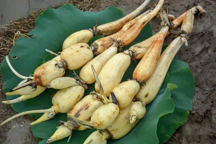 Khi chọn mua, nên soi củ sen dưới ánh sáng để kiểm tra kỹ phần ruột xem có vết đen hoặc dị vật lạ. (Ảnh minh họa từ Sohu)