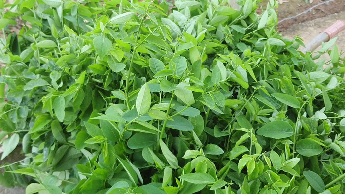 Rau ngót chỉ nên nấu canh riêng, không nên cho vào nồi lẩu, nhất là các loại lẩu cay, nóng. (Ảnh minh họa)