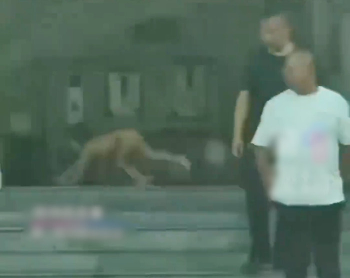 Đứa bé như người tiền sử lang thang ngoài đường, cha mẹ nói đây là cách 'nuôi dạy tự nhiên' Ảnh 2