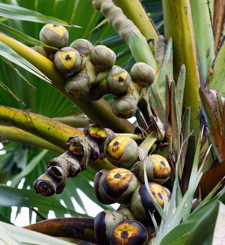 Thốt nốt là loại quả quen thuộc với nhiều người dân ở miền Tây. (Ảnh minh họa)