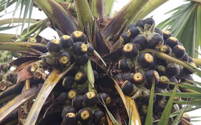 Vỏ ngoài của quả thốt nốt sậm màu, bên trong là lớp cơm trong mờ, mềm dẻo, vị ngọt thanh mát. (Ảnh minh họa)