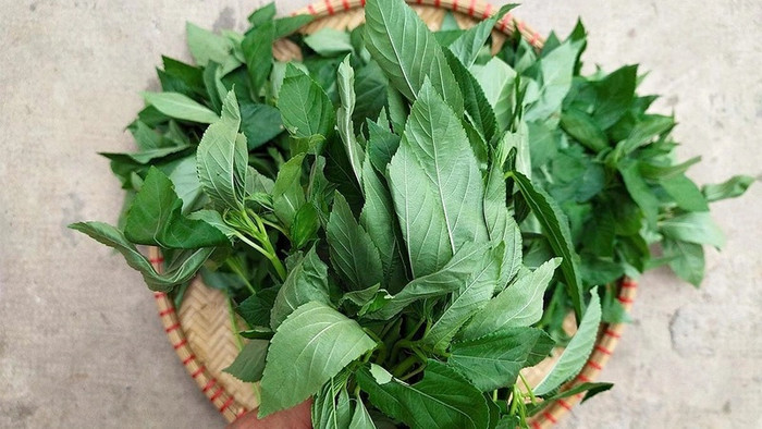 Rau đay là thực phẩm có nhiều tác dụng đối với sức khỏe như giải nhiệt, nhuận tràng, lợi tiểu, tiêu đờm, an thai và lợi sữa. (Ảnh minh họa)