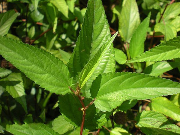 Rau đay còn được ví như “nhân sâm xanh” nhờ giá trị dinh dưỡng cao. (Ảnh minh họa)