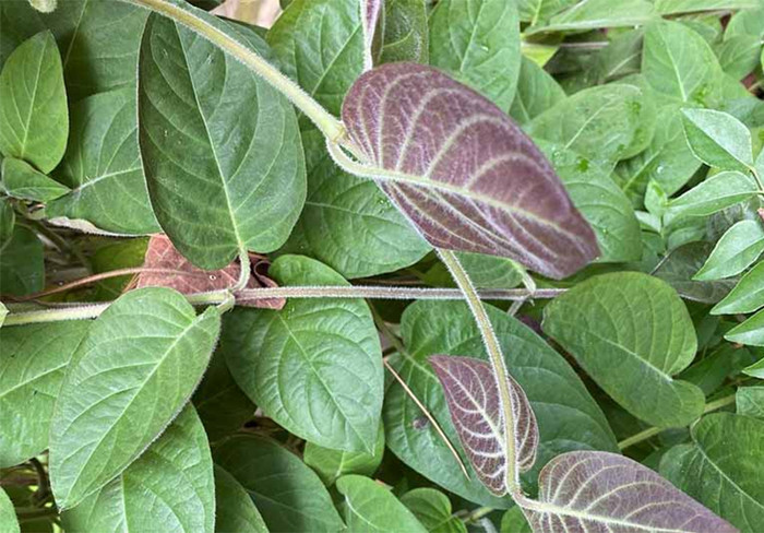 Nhờ mọc tự nhiên, ít chịu tác động hóa chất, lá mơ là loại rau được đánh giá an toàn và sạch. (Ảnh minh họa)