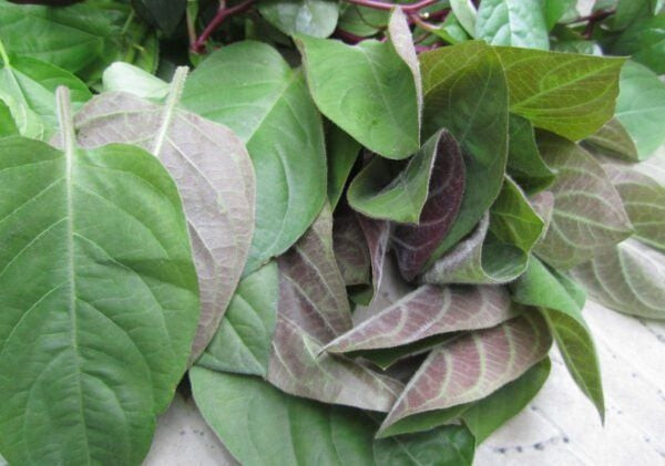 Lá mơ lông có đặc điểm mặt trên màu xanh, mặt dưới ánh tím, phủ một lớp lông mịn đặc trưng. (Ảnh minh họa)