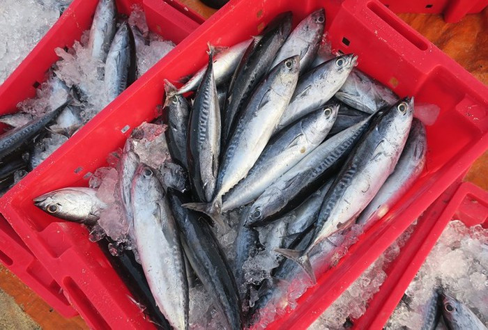 Loại cá với cái tên độc nhất vô nhị ở Phú Yên (Đắk Lắk), vừa ăn vừa phải 'ồ' lên Ảnh 2