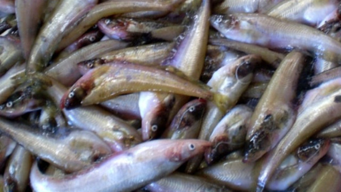 Cá trèn bầu được xem là loại ngon nhất, vì thịt nhiều, béo, ít xương và có vị ngọt tự nhiên.&nbsp;(Ảnh minh họa)