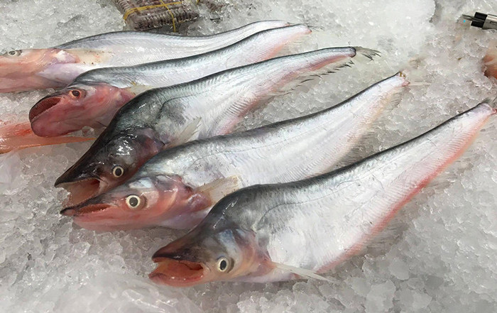 Cá trèn bầu có hình dáng đặc trưng, thịt ngọt và hương vị không thể lẫn với bất kỳ loại cá nào khác.&nbsp;(Ảnh minh họa)