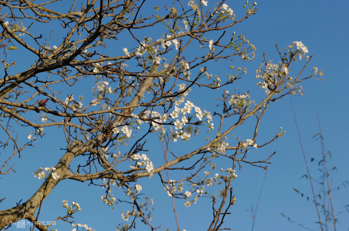 Vào thời điểm cuối năm, những cành hoa lê hoa đào nở sớm trên những con đường quanh thôn. (Nguồn: VnExpress)