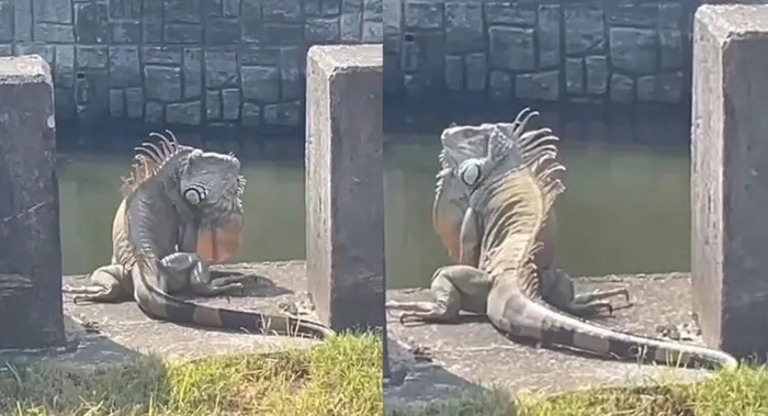 Con 'quái thú' khổng lồ ngồi chễm chệ trên phố, cảnh tượng khiến người dân xôn xao Ảnh 4