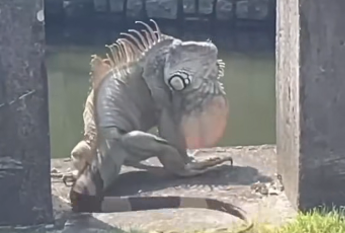 Con 'quái thú' khổng lồ ngồi chễm chệ trên phố, cảnh tượng khiến người dân xôn xao Ảnh 2