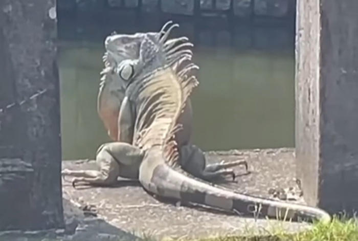 Con 'quái thú' khổng lồ ngồi chễm chệ trên phố, cảnh tượng khiến người dân xôn xao Ảnh 1