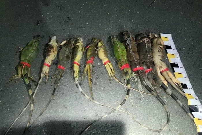 Con 'quái thú' khổng lồ ngồi chễm chệ trên phố, cảnh tượng khiến người dân xôn xao Ảnh 3