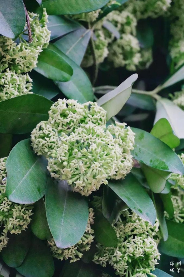 Cả thành phố bỗng xuất hiện mùi hôi nồng nặc, người dân say sẩm khi liên tục hít phải Ảnh 3