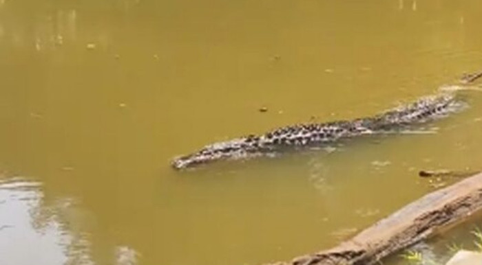 Đoạn clip cá sấu khổng lồ bơi lềnh bềnh trong ao một ngôi chùa gây xôn xao Ảnh 1