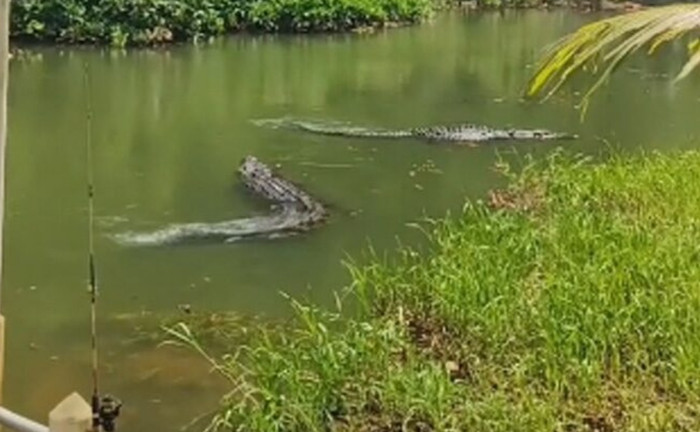 Đoạn clip cá sấu khổng lồ bơi lềnh bềnh trong ao một ngôi chùa gây xôn xao Ảnh 3