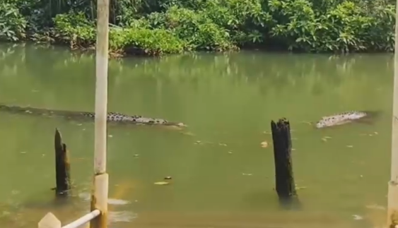 Đoạn clip cá sấu khổng lồ bơi lềnh bềnh trong ao một ngôi chùa gây xôn xao Ảnh 2