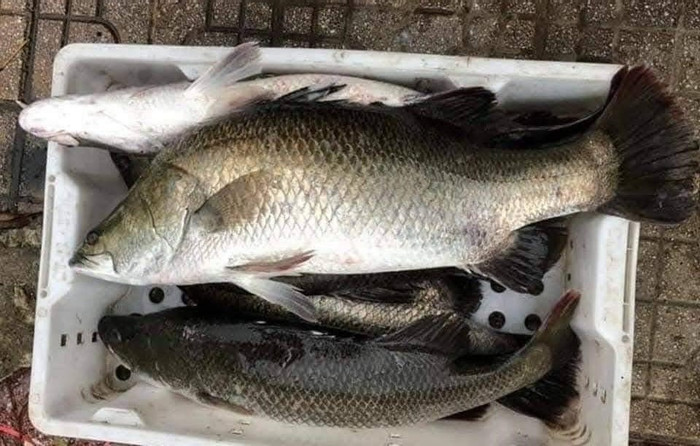 Trong 100g cá vược có đến 18,6g protein, cùng nhiều khoáng chất như canxi, phốt pho, vitamin nhóm B và DHA. (Ảnh minh họa)