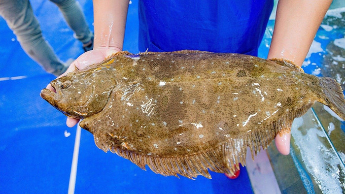 Cá bơn có thân dẹt, chỉ một xương sống chính và hầu như không có xương dăm. (Ảnh minh họa)