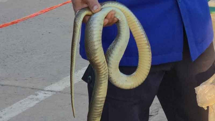 Nghĩ câu được con cá lớn, người đàn ông 69 tuổi kinh hoàng sau khi mở chiếc bẫy Ảnh 2