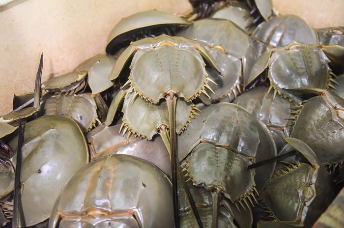 Sam biển - đặc sản Quảng Ninh. (Nguồn: VnExpress)