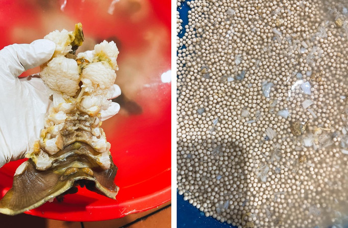 Thịt và trứng sam sau khi sơ chế. (Nguồn: dulichtoday) 