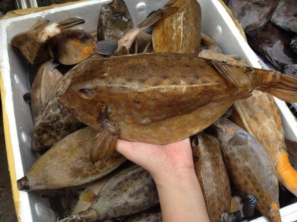 Cá bò hòm có đầu to, mặt giống con bò, thân hình vuông và nhỏ dần về phía đuôi. (Ảnh minh họa)