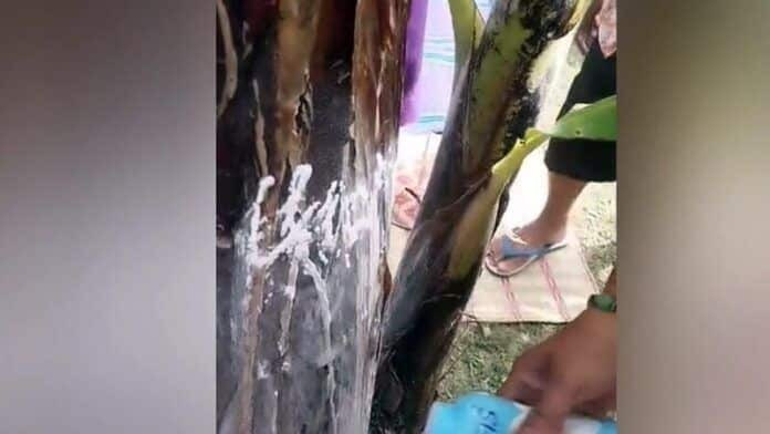 Cây chuối có hiện tượng lạ, người dân đổ xô đến cầu may được đổi đời Ảnh 1