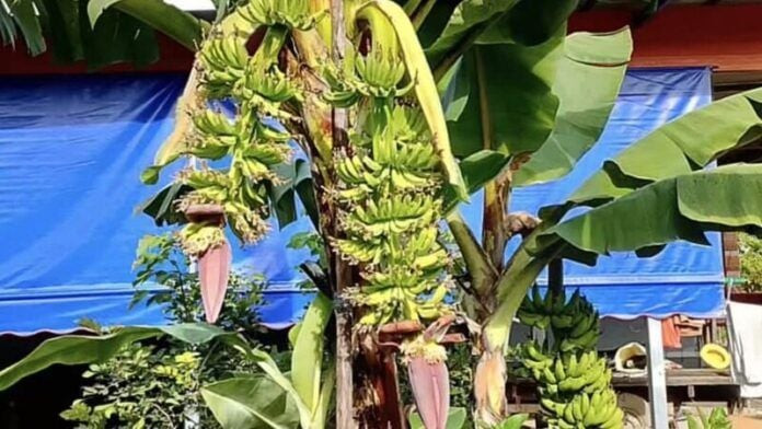 Cây chuối có hiện tượng lạ, người dân đổ xô đến cầu may được đổi đời Ảnh 2
