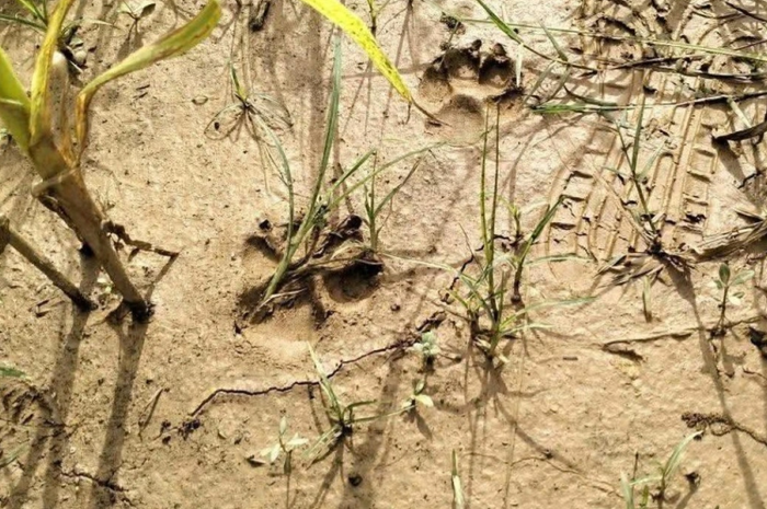 Hình ảnh về dấu chân nghi của cá thể hổ được người dân chia sẻ trên mạng xã hội. (Nguồn: Dân trí)