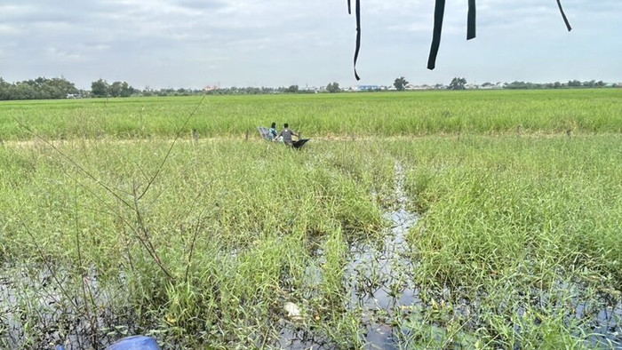Ngửi thấy mùi hôi nồng nặc ngoài ruộng, người dân chèo thuyền đi kiểm tra thì 'tái mặt' vì cảnh tượng sau đó Ảnh 1