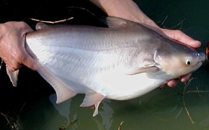 Cá hú được cho là đặc sản của miền Tây, chế biến nhiều món ngon hấp dẫn. (Ảnh minh họa)