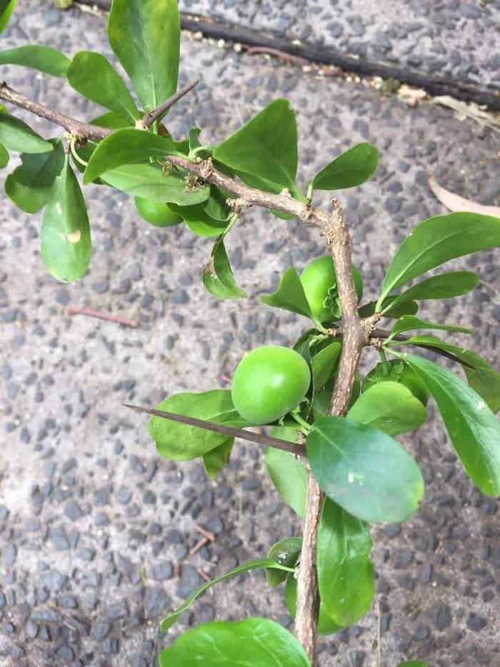 Loại lá cây mọc dại ở bờ rào được chế biến thành món ăn tươi mát ai cũng thích Ảnh 6