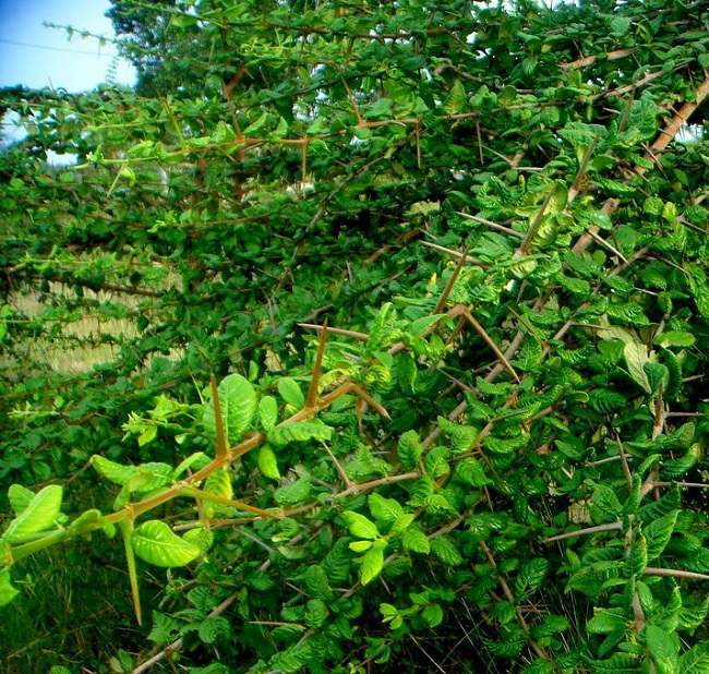 Loại lá cây mọc dại ở bờ rào được chế biến thành món ăn tươi mát ai cũng thích Ảnh 1