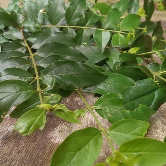 Loại lá cây mọc dại ở bờ rào được chế biến thành món ăn tươi mát ai cũng thích Ảnh 2